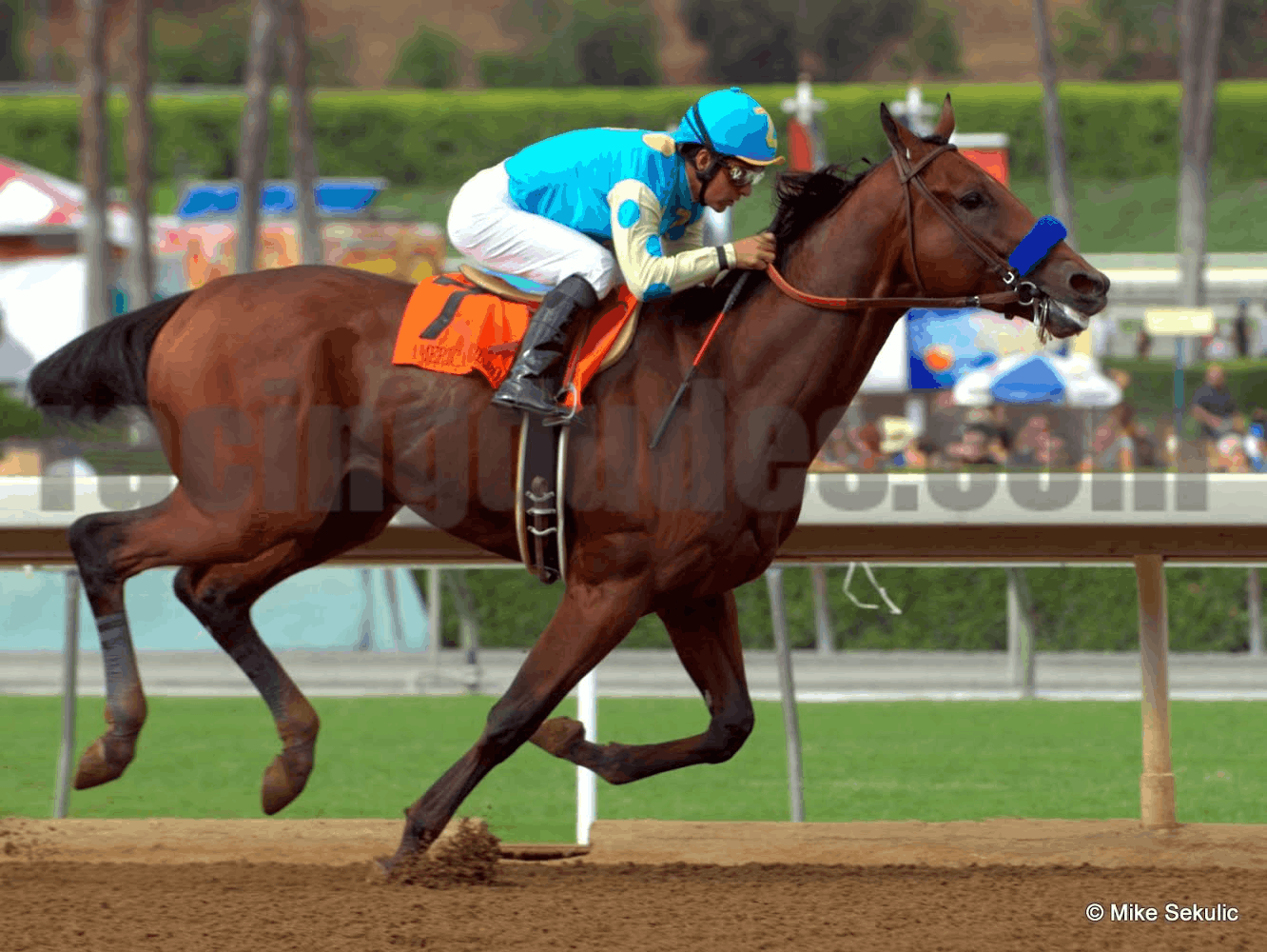 [Image: American-Pharoah.png]