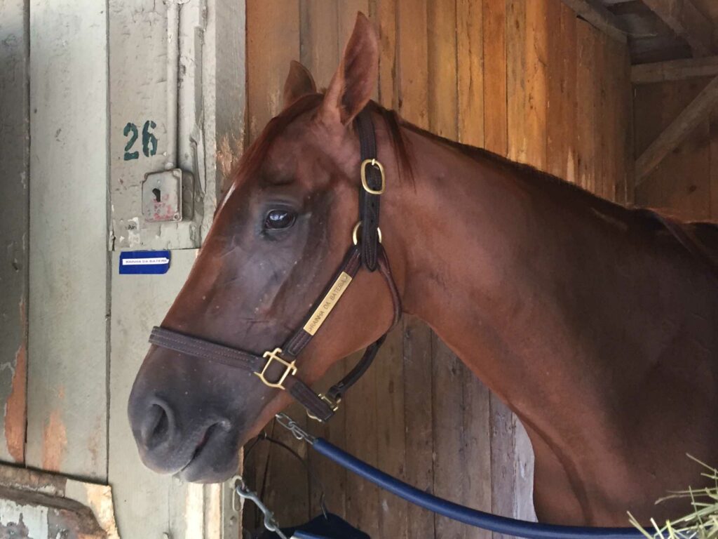 Rainha Da Bateria in Saratoga at the Chad Brown barn (Photo: Michael Spector)