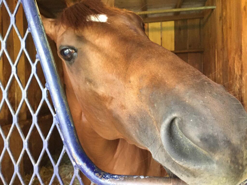 Governor Malibu liking the camera at the Clement Saratoga Barn (Photo: Michael Spector)