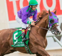 Horse of the Year California Chrome to Work Prior to Saturday’s First Race at Santa Anita Park