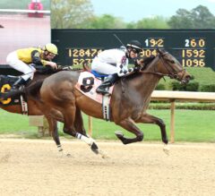 Oaklawn Preview Part 4 of 6: The Older Males