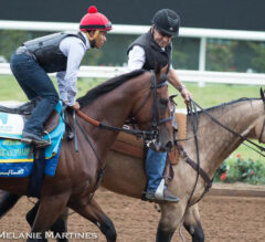 American Pharoah Looks Ready for Breeders’ Cup Classic