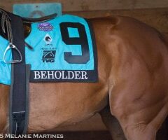 Beholder Voted Horse of the Meet at Santa Anita