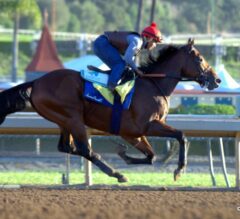 Colman Schliff from Zayat Stables Analyzes the Breeders’ Cup