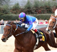 Oaklawn Park Barn Notes: Large Field Expected for Southwest Stakes