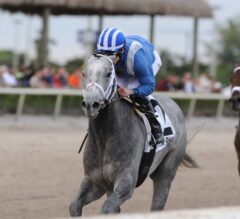 Mohaymen Comes Out of Holy Bull “Great”, Pointing to Fountain of Youth
