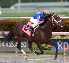 Gulfstream Park Notes: Undefeated Zulu Likely to Return in G2 Fountain of Youth