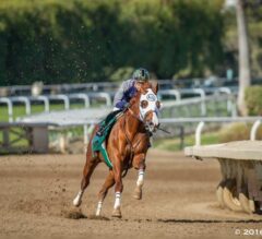 Horse of the Year California Chrome Flashes in 1:10.04 Going Six Furlongs at Santa Anita