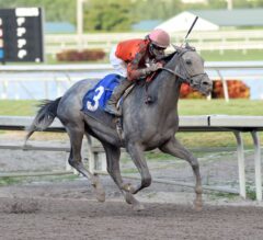 Gulfstream Park Notes: Cherry Wine Remains on Course for Fountain of Youth