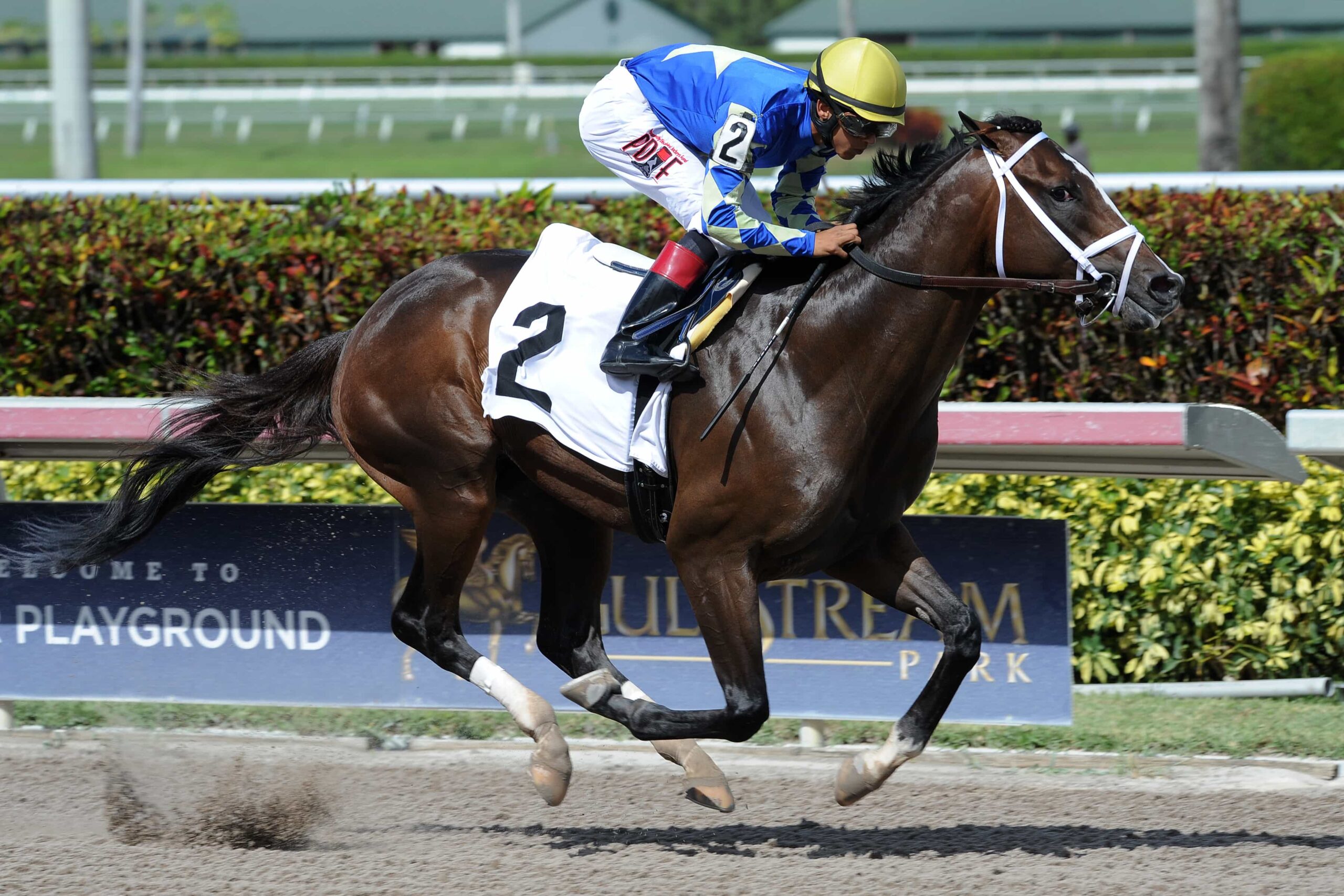 Pletcher-Trained Eel Gives Rivals the Slip in Sharp Debut Romp; Destin ...