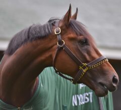 Derby Hero Nyquist Set for Monday P.M. Arrival at Pimlico for Preakness