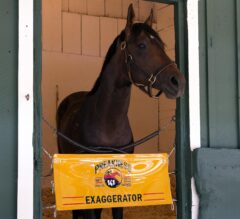 Kentucky Derby Runner-Up Exaggerator Arrives at Pimlico for Preakness