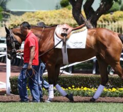 Santa Anita Stable Notes: Beholder Drills for Adoration Stakes on Sunday