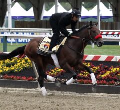 Preakness Stakes News & Notes: O’Neill Elects Alternate Saddling Option for Preakness