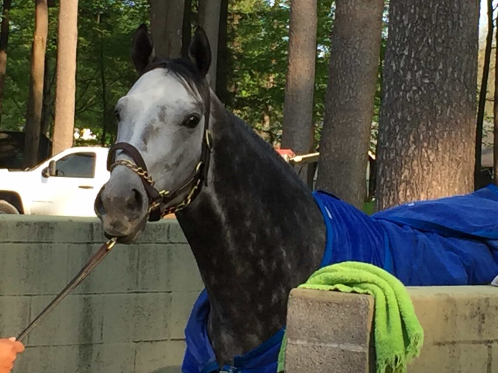 Frosted in Saratoga - May 20, 2016 - Photo: Michael Spector