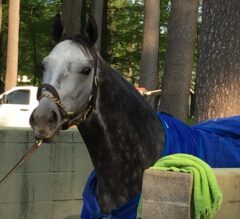 Whitney Stakes Preview: Frosted Back After Freakish Effort