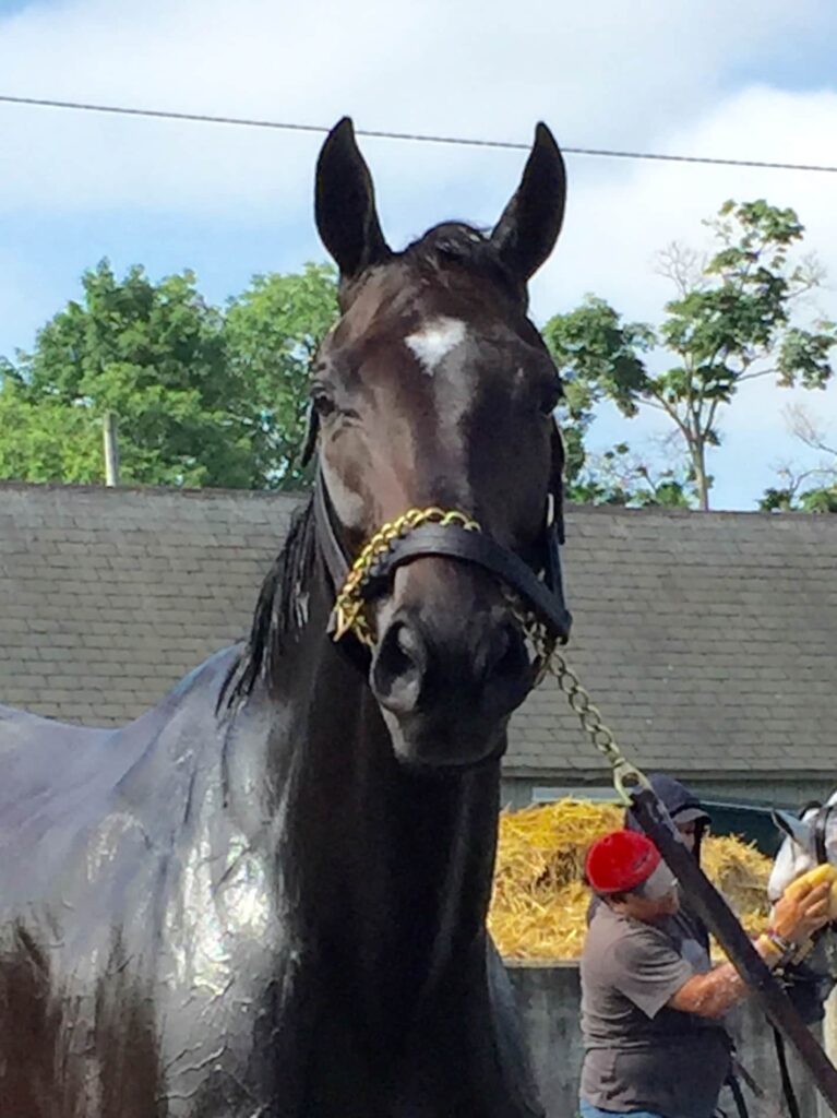 Stopchargingmaria at the Pletcher barn in Saratoga this June (Photo: Michael Spector)