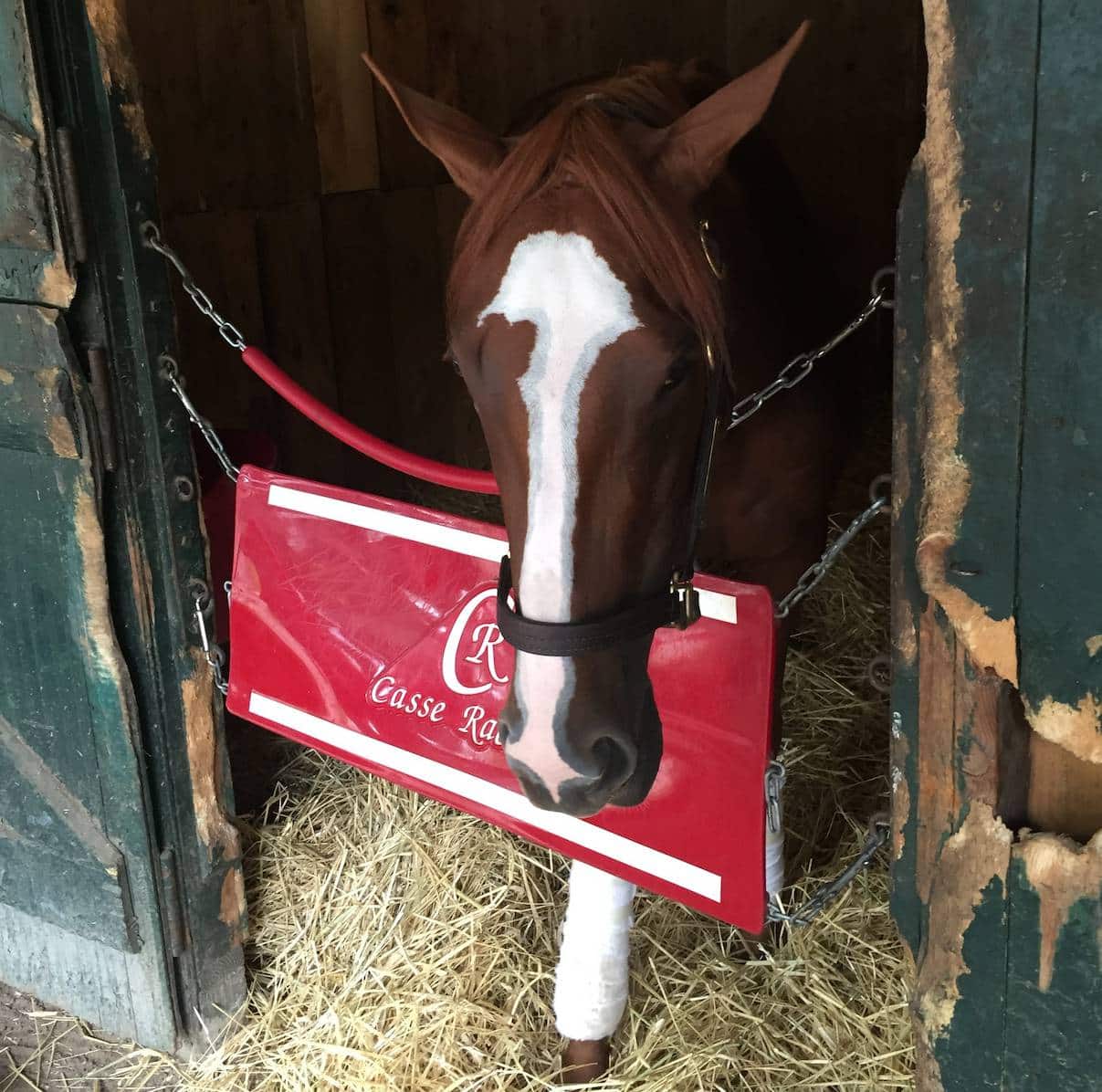 Catch a Glimpse at the Mark Casse barn in Saratoga on July 18 (Photo: Michael Spector)