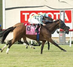 She’s Not Here Defends Title in G2 Yellow Ribbon Handicap