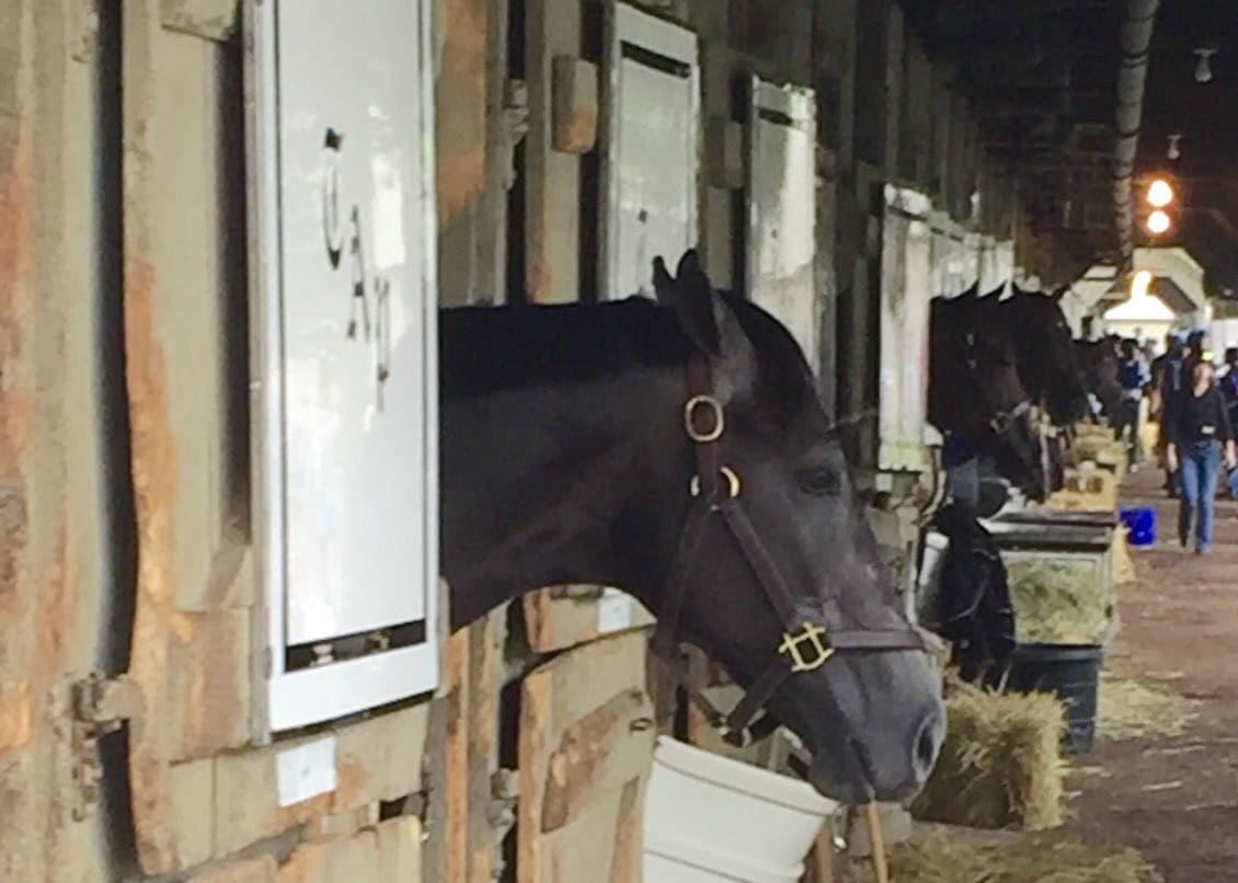 A Horse Named After Noah Syndergaard Is Now a Kentucky Derby Favorite