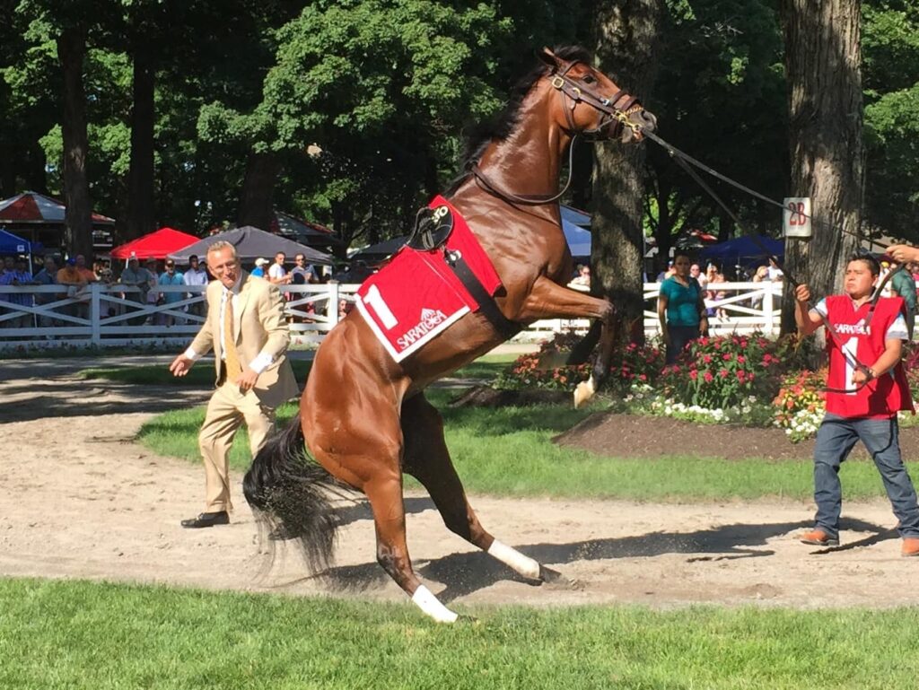 Olive Branch acting up in the Saratoga paddock before the Grade-3 Schuylerville (Photo: Michael Spector)