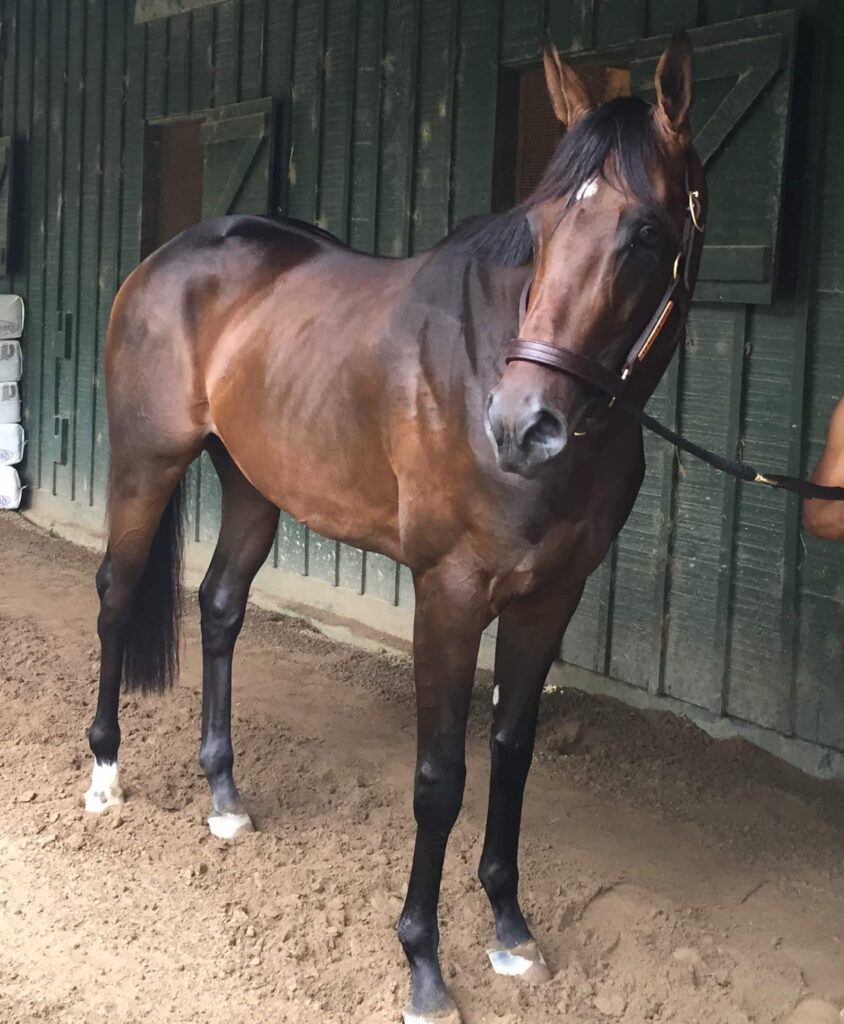 Exaggerator