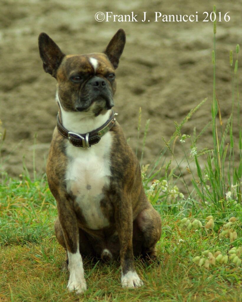 Capone