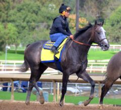 Champion Arrogate Puts in Final Work for $12 Million Pegasus World Cup