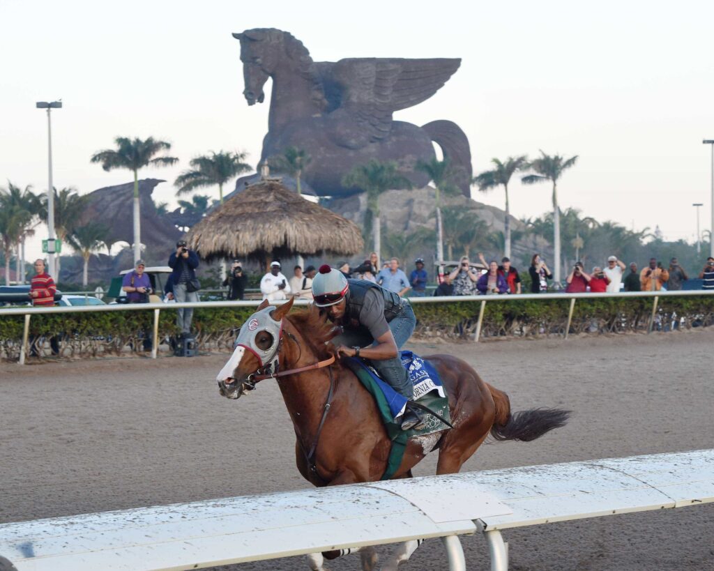 California Chrome last breeze - Gulfstream Park - Pegasus World Cup - Credit Leslie Martin/Coglianese Photo