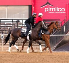 Preakness Stakes Update: Always Dreaming Takes to the Pimlico Track