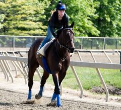 Royal Mo Injured During Workout, Out of Preakness
