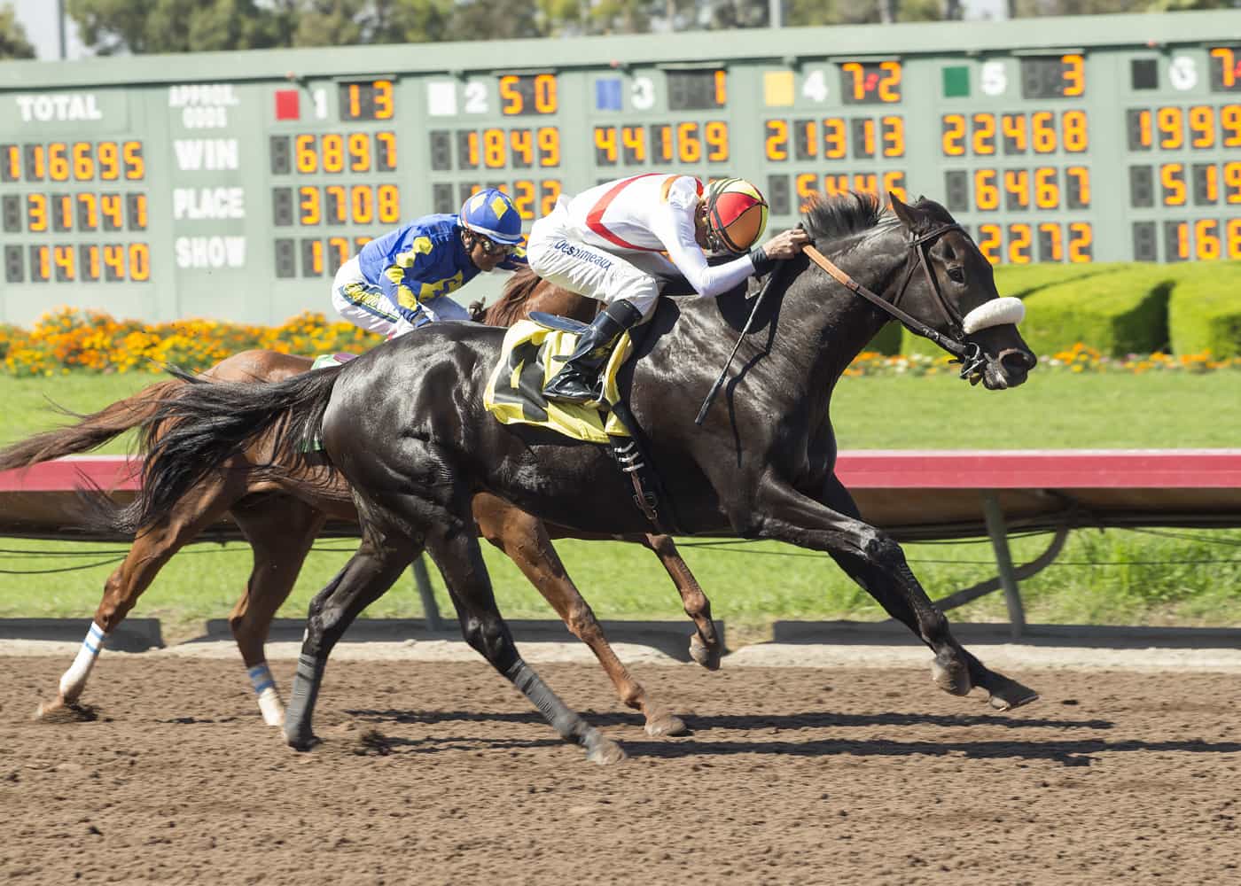Los Alamitos Summer Stakes Schedule Released