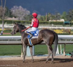 Breeders’ Cup Skinny: Elate Can Make Distaff & Classic Worlds Collide