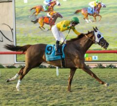 Rodeo Drive Stakes Preview: Vasilika Goes for 7 in a Row