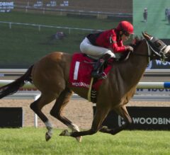 Summer Stakes Preview: Competitive Field of 13 Provides Bettors Delight