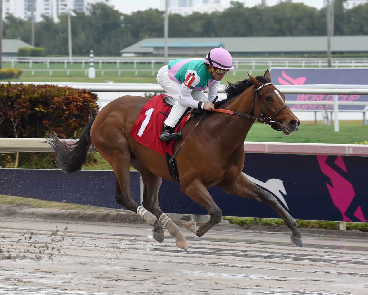 Somo Bombs Gulfstream Park Picks for March 1, 2020 Racing Dudes