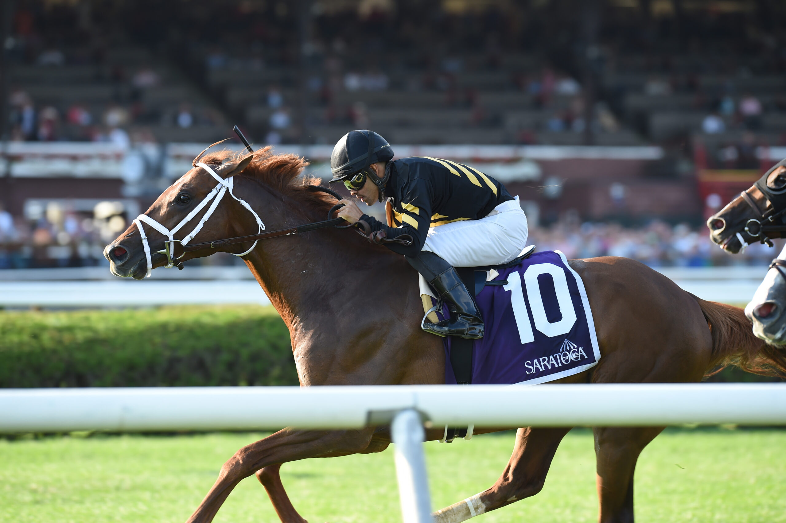 Channel Cat Stallion Channel Cat Makes the Grade in Bowling Green