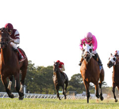 Wrangling Horses and Risk: Bankroll Strategy Guide