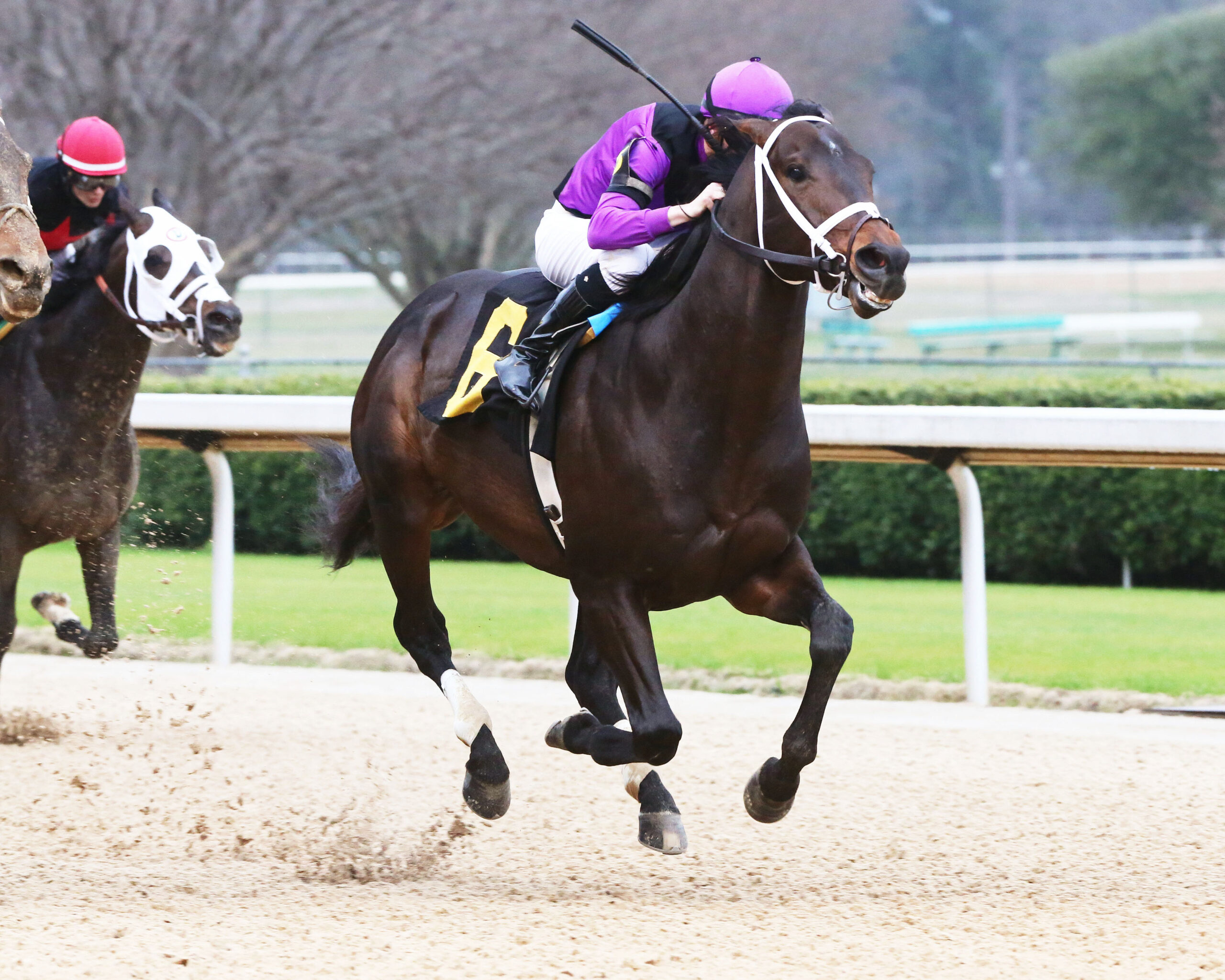 Little Red Feather Racing Club Thoroughbred Racehorse Syndicate