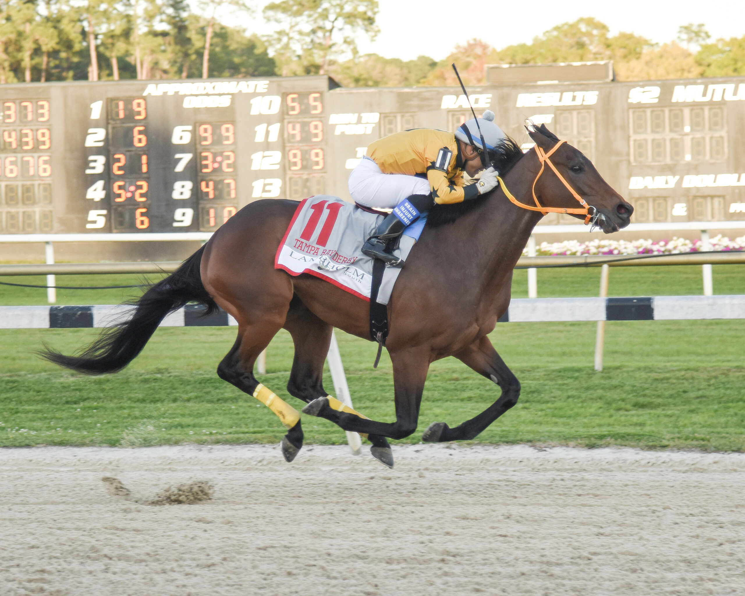 King Glorious Bombs Tampa Bay Derby