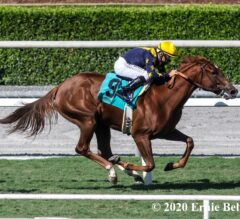 Starlet Preview: Speedy Astute Stretches Out