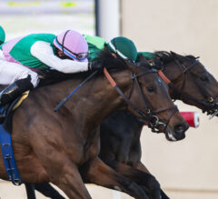 2021 Matriarch Stakes Preview, Picks, And Longshots