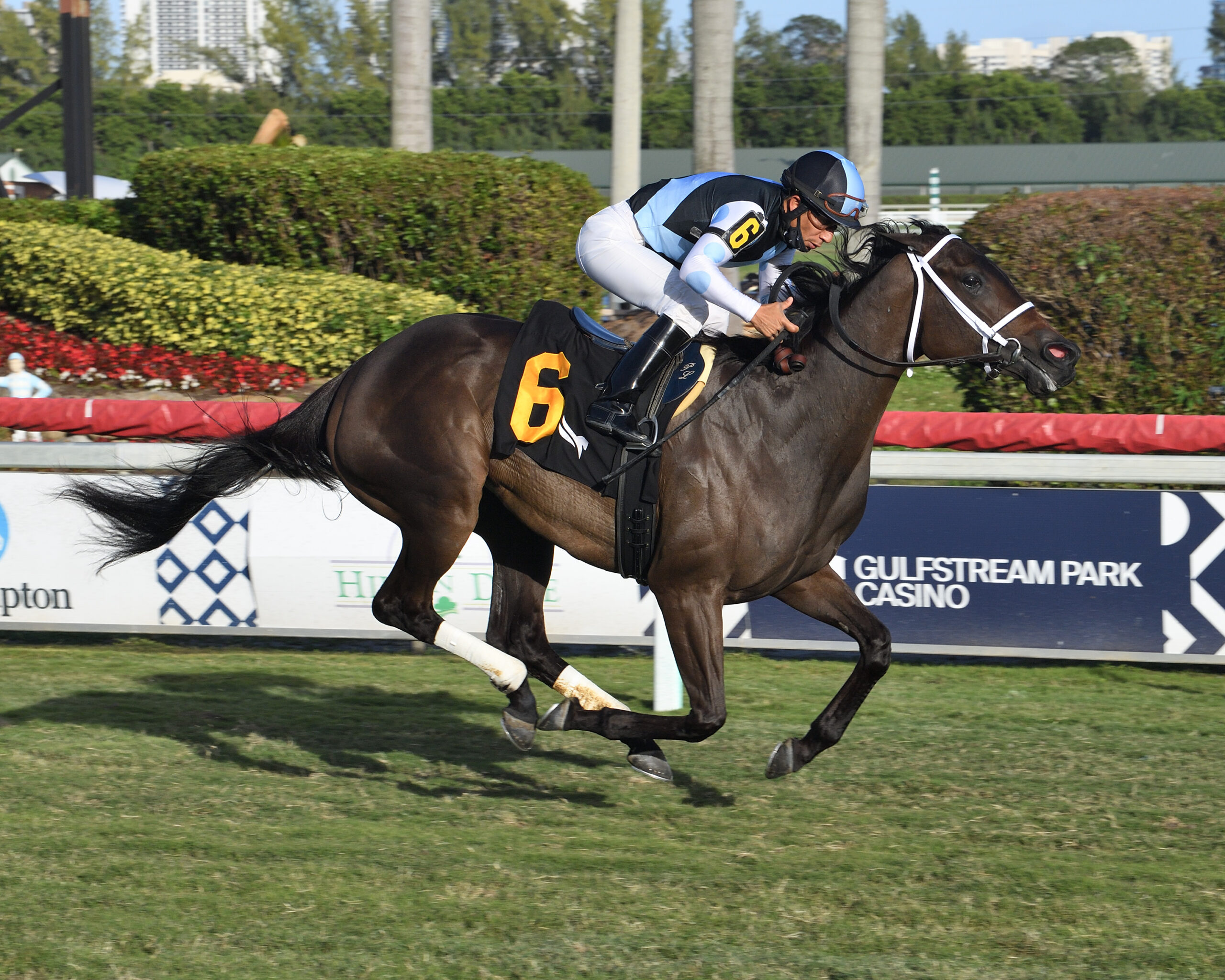 Gulfstream Park Oaks Preview Con Lima Back On Dirt Racing Dudes