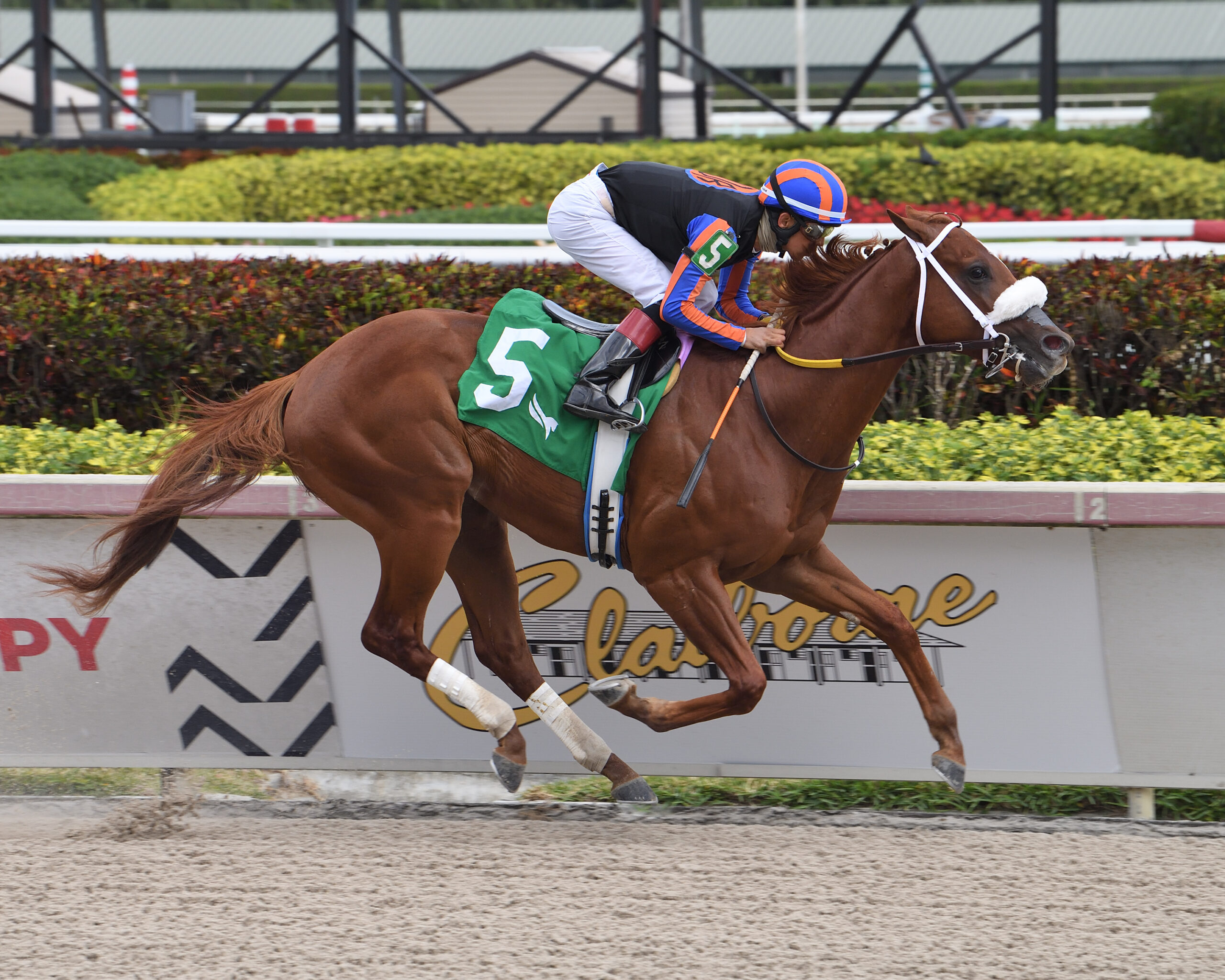 Drain The Clock Nearing Derby Prep