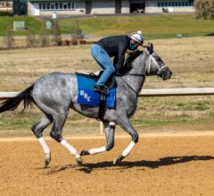 Kentucky Derby Contenders Pedigree Analysis: Essential Quality