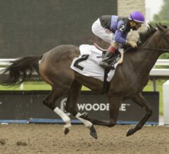 Canadian Premier Yearling Sale Grads Chase Stakes Glory At Woodbine