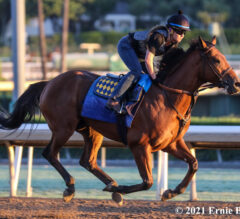 American Pharoah Preview: Corniche Stretches Out
