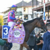 2023 New York Stakes Preview & FREE Picks | War Like Goddess Makes Belmont Park Debut
