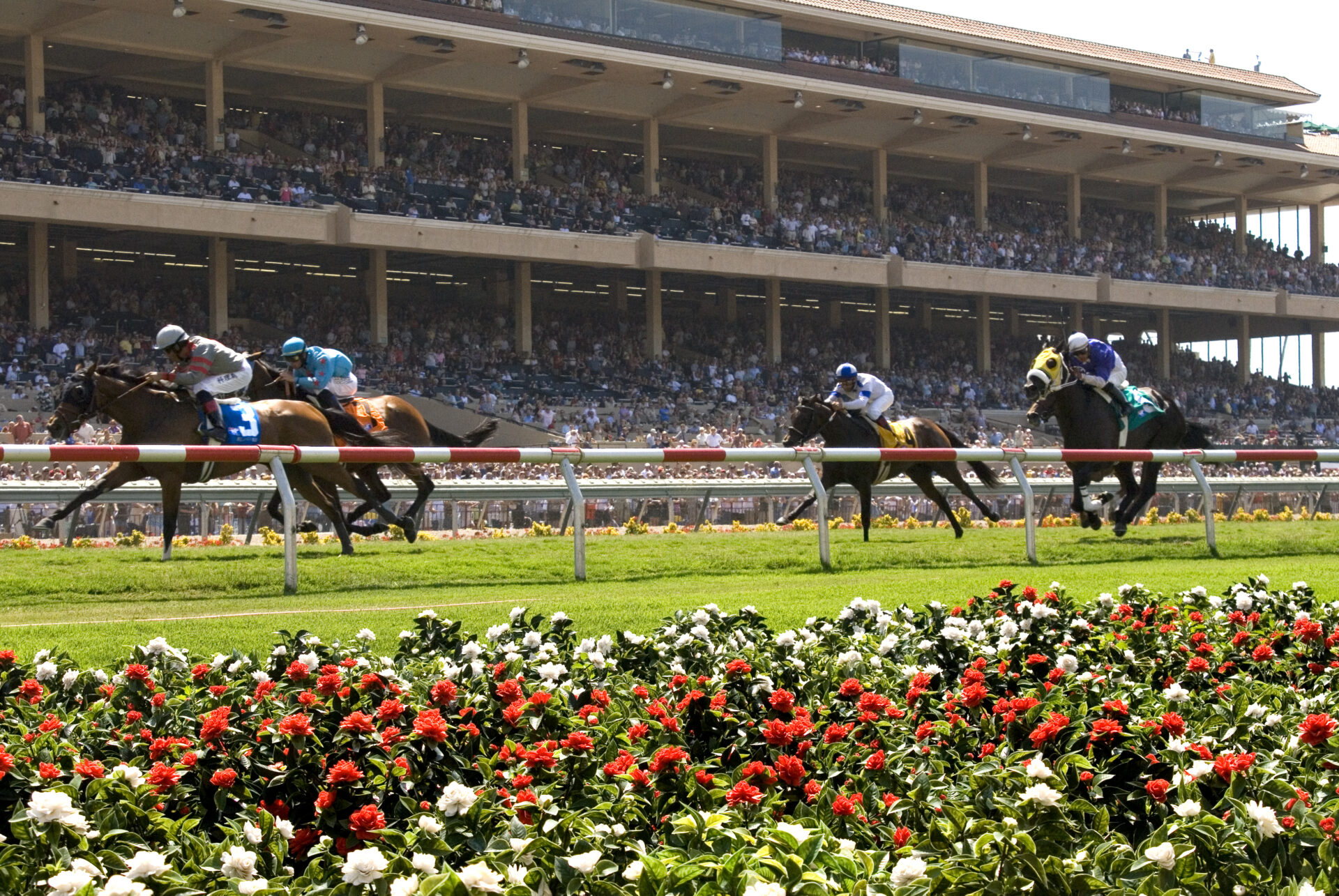 2023 Del Mar Juvenile Fillies Turf Preview Angiolleta Favored In 2023-del-mar-juvenile-fillies-turf-preview-angiolleta-favored-in