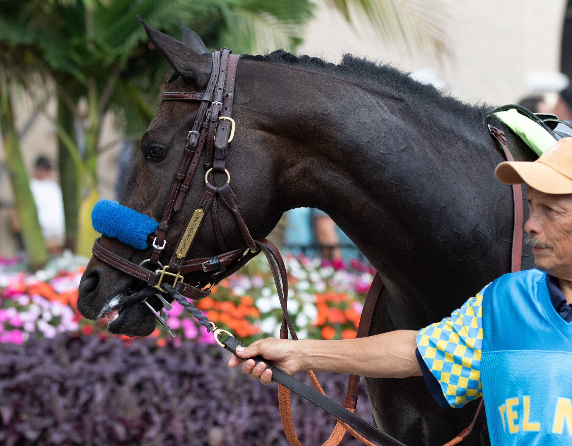 2023 Sunland Park Oaks Preview & FREE Picks Baffert's